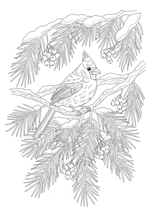 A detailed illustration of a cardinal perched on a snowy branch surrounded by pine needles and berries.