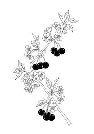 A detailed illustration of a cherry blossom branch with clusters of cherries hanging alongside delicate flowers and leaves