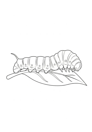 A depiction of the caterpillar feeding on a leaf, with elongated body and tiny legs, crawling along a branch.