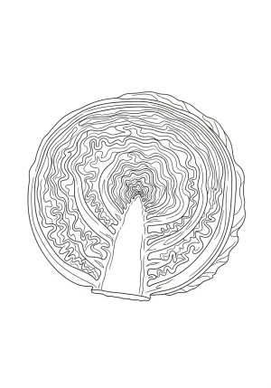 An intricate cross-section of a cabbage showing the layered leaves and textured interior