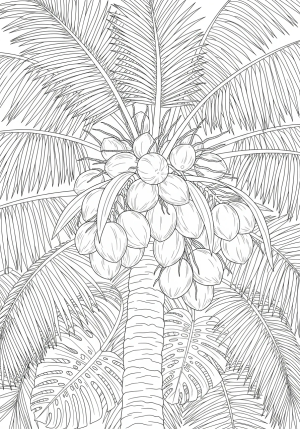 A detailed illustration of a coconut tree with several coconuts hanging from its branches, surrounded by tropical leaves.