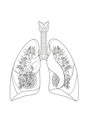 An intricate illustration of the human lungs showing the bronchial tubes and alveoli with detailed internal structures