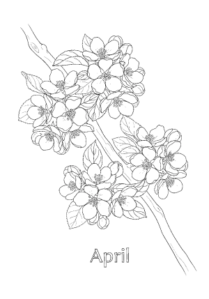 A blossoming apple tree branch with flowers and emerging leaves, capturing the essence of April
