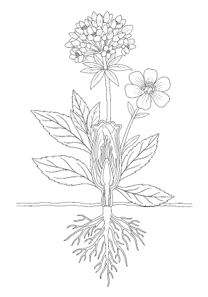 A cross-section of a simple plant showcasing the root system, stem, leaves, and a blooming flower with clear labels.