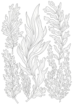 A detailed illustration of various seaweed species swaying underwater with intricate fronds and delicate textures.
