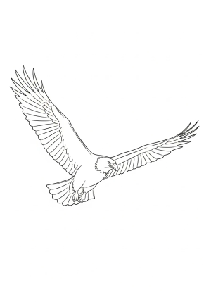 A majestic eagle in flight with wings spread wide, featuring a shadow silhouette emphasizing its feathers and outstretched wings